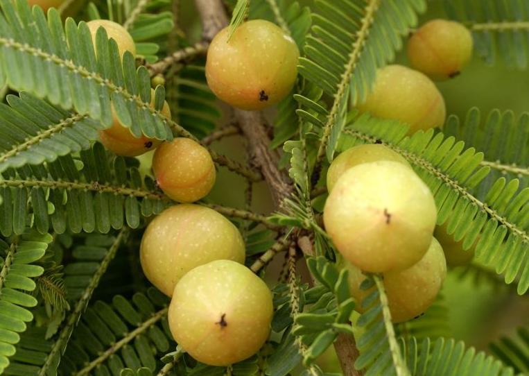Amalaki - one of DBCare ingredients - due to its high vitamin C is effective in controlling diabetes Amalaki - one of DBCare ingredients - due to its high vitamin C is effective in controlling diabetes