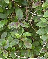 gymnema Sylvestre one of DBCare ingredients known as Sugar Distroyer