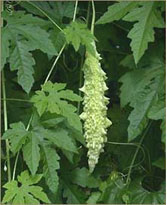 Karela is a herb that helps regulate blood sugar levels Karela is a herb that helps regulate blood sugar levels