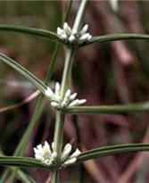 Enicostemma Littorale - one of DBCare ingredients reduuces high blood glucose Enicostemma Littorale - one of DBCare ingredients reduuces high blood glucose