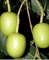Neem Chhal - one of DBCare ingredients - effective treating and preventing diabetes Neem Chhal - one of DBCare ingredients - effective treating and preventing diabetes