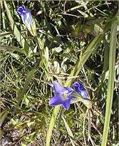 Swertia Chirayita - one of DBCare ingredients - has antidiabetic activity Swertia Chirayita - one of DBCare ingredients - has antidiabetic activity
