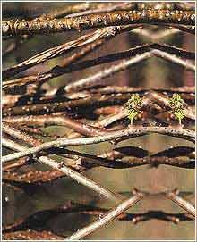 Tinospora Cordifolia one of DBCare ingredients used for treating diabetes. Tinospora Cordifolia one of DBCare ingredients used for treating diabetes.