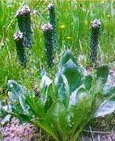 Picorrhiza Kurroa - one of DBCare ingredients - maintains glucose homeostasis in the body. Picorrhiza Kurroa - one of DBCare ingredients - maintains glucose homeostasis in the body.