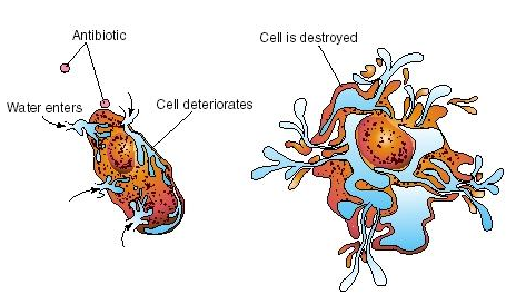 Most germs are harmless; a few are harmful and even deadly to mankind Most germs are harmless; a few are harmful and even deadly to mankind