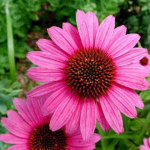 Echinacea - the most popular medicinal plant in the world - Its affects are antibiotic, anti-inflammatory, antioxidant, and it stimulates the immune system. Echinacea - the most popular medicinal plant in the world - Its affects are antibiotic, anti-inflammatory, antioxidant, and it stimulates the immune system.