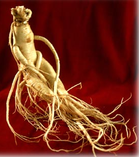 Ginseng stimulates and relaxes the different bodily functions including the immune system, with it's help I have recovered from Asthma, rebuilt my immune system, concentration, memory, Ginseng stimulates and relaxes the different bodily functions including the immune system, with it's help I have recovered from Asthma, rebuilt my immune system, concentration, memory,