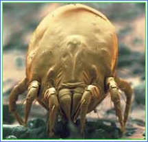 Dust mite is one of the most common allergens triggering the Asthma attacks Dust mite is one of the most common allergens triggering the Asthma attacks