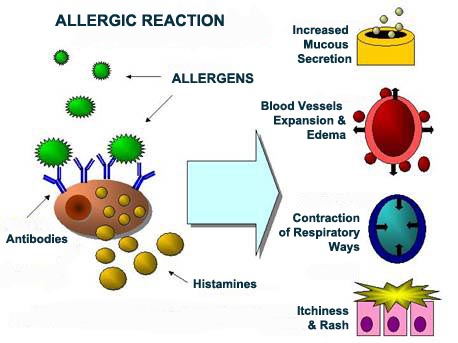 Connection of alergens to antibodies, causes the release of the histamine causing excessive mucous secretion, widened bronchi, narrowed airways, itch & rush - alergy symptoms. The connection of the allergens to the antibodies on the surface of the mast cell causes histamine and other agents to be released, which cause increased mucous secretion, blood vessels expansion, contraction of respiratory ways, and Itchiness and rash – the symptoms of the allergic reaction.