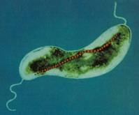 Germs are the most common form of life on Earth. They can exist in condition no other organism can exist in. Germs are the most common form of life on Earth. They can exist in condition no other organism can exist in
