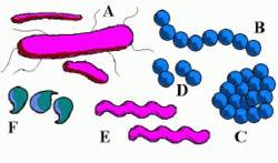 Few of the germs are harmful and even deadly to mankind, waiting for the moment of bodily weakness to attack Few of the germs are harmful and even deadly to mankind, waiting for the moment of bodily weakness to attack