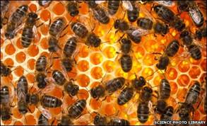 The Bees clean the hive - the most sterile place in nature. The Bees clean the hive - the most sterile place in nature.