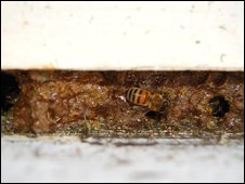 The bees cover the side of the hive with a thin layer of Propolis, seal the holes and cracks – until the hive is hermetically sealed & peotected