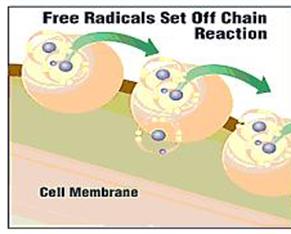 Amount of free radicals exceeding the amount of antioxidants in our body, is the cause of early deterioration, degeneration and aging of our body. Amount of free radicals exceeding the amount of antioxidants in our body, is the cause of early deterioration, degeneration and aging of our body.