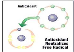 The damage to our body can be fixed by daily consumption of antioxidants to our body The damage to our body can be fixed by daily consumption of antioxidants to our body